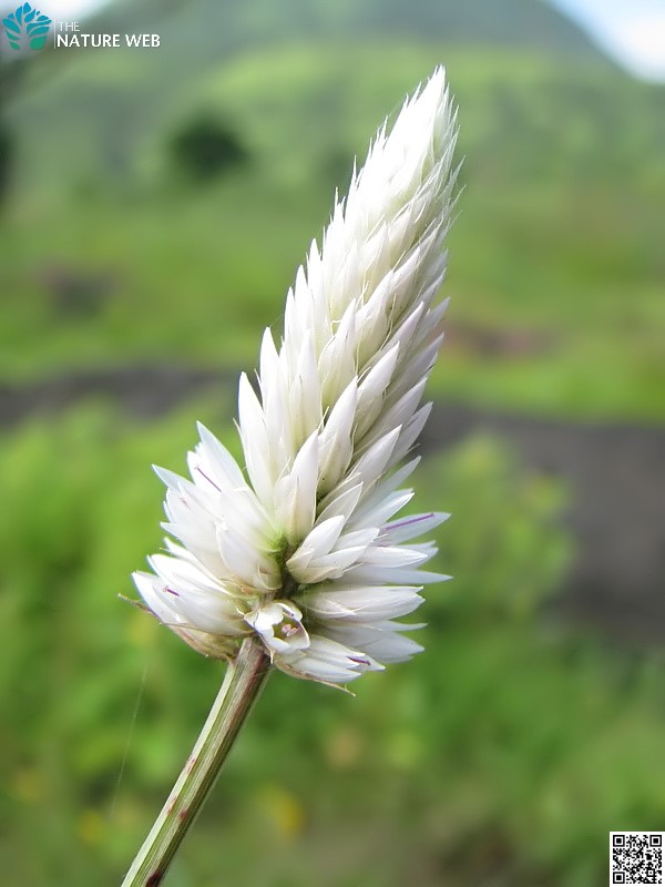 Silver Cockscomb